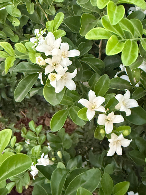 Murraya Exotica seeds